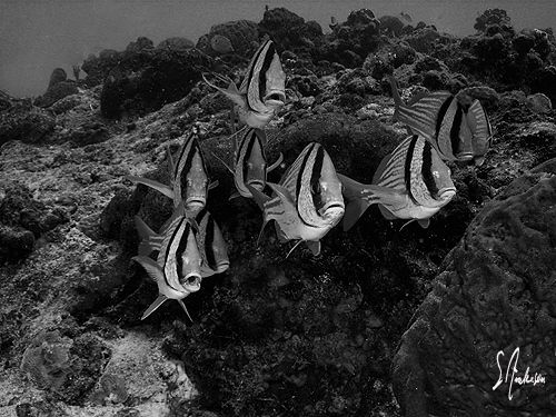 More Porkfish! They seem to love having their photo taken! by Steven Anderson 