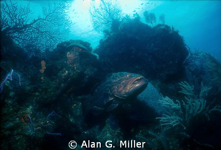 Grouper, shot with a Nikonos V and 15 mm with an Ikelite ... by Alan G. Miller 