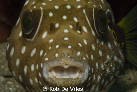 Actually I don't like eating sand! by Rob De Vries 