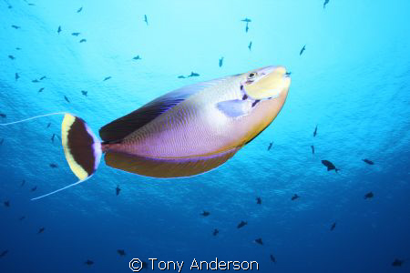 Shot using a strobe by Tony Anderson 