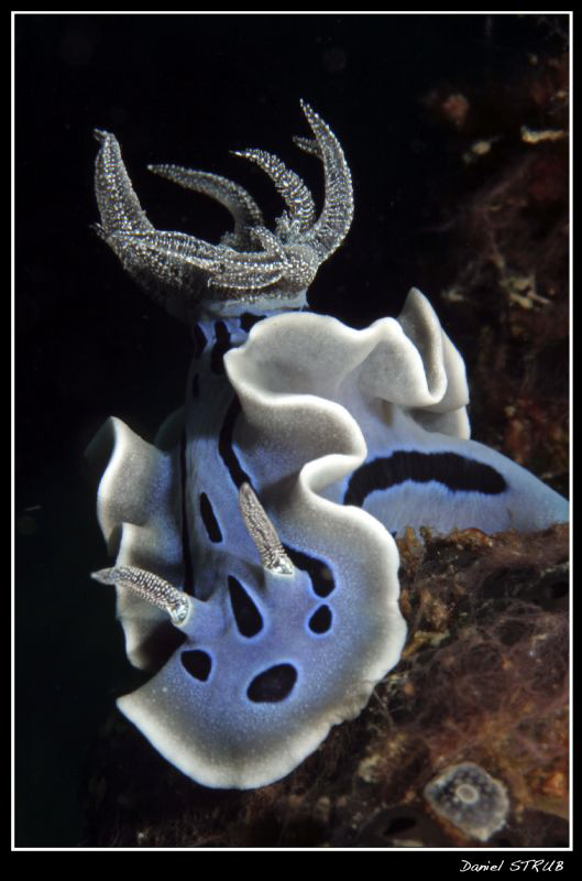 Picture taken in Alcoy, Chromodoris by Daniel Strub 