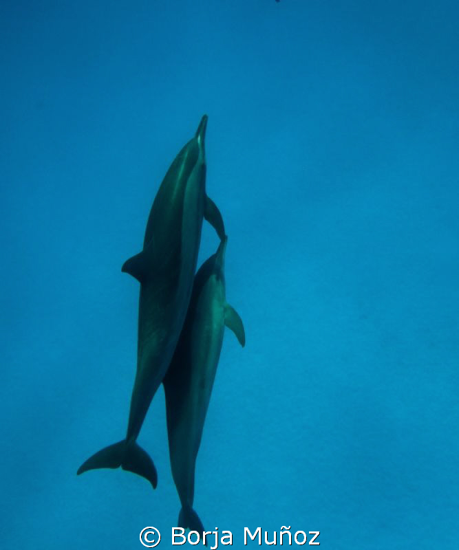 snorkeling with dolfins by Borja Muñoz 