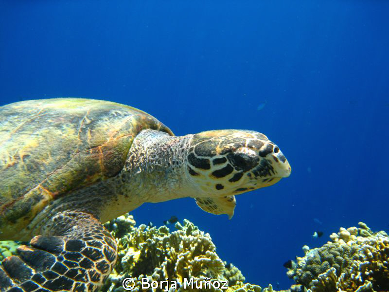 snorkeling with turtles by Borja Muñoz 
