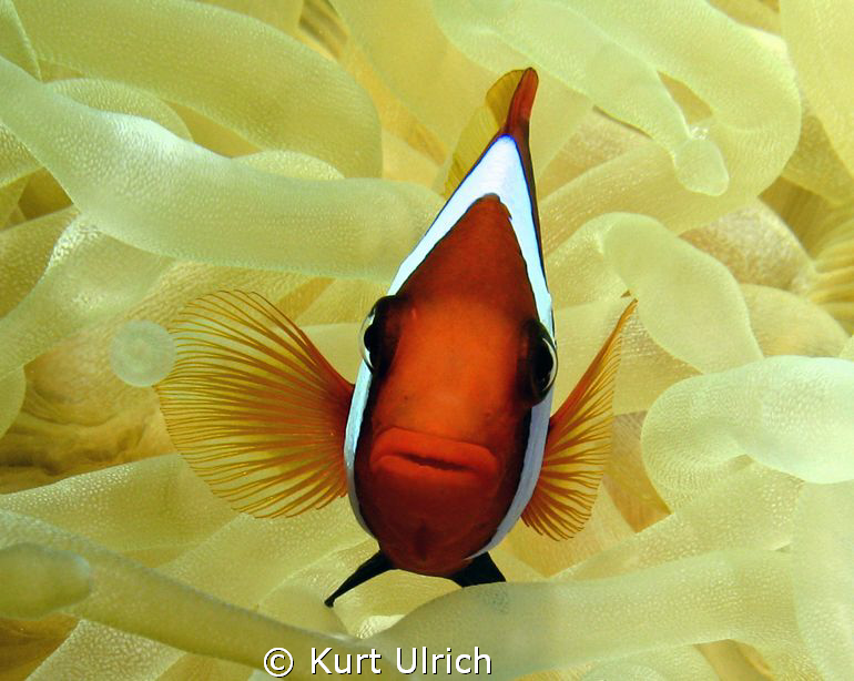 Clown Anenome fish on the bow of the Fujikawa Maru in Chuuk by Kurt Ulrich 