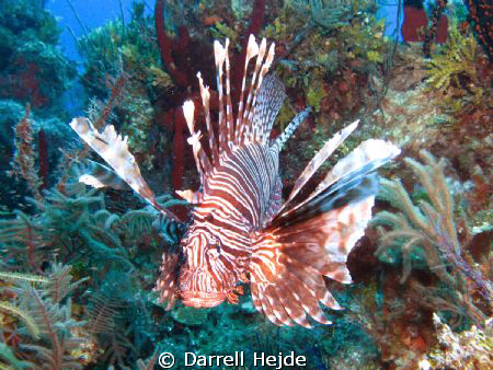 Lion Fish by Darrell Hejde 
