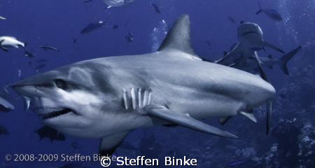 Jaws by Steffen Binke 
