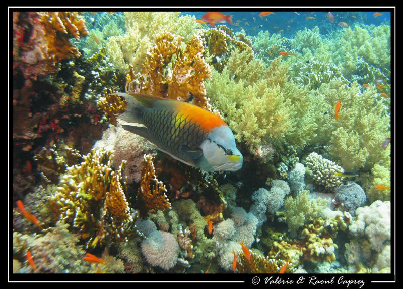A male Epibulus insidiator taken in Tiran island with a C... by Raoul Caprez 