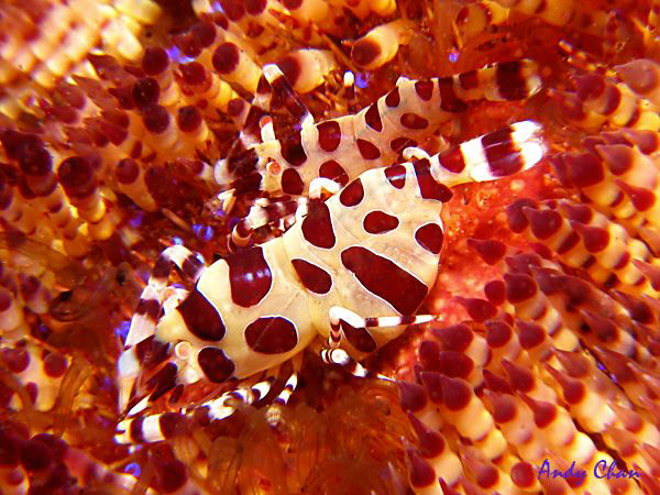 Coleman Shrimp - Seraya Secret
Canon G9 + sb 105 + inon ... by Andy Chan 
