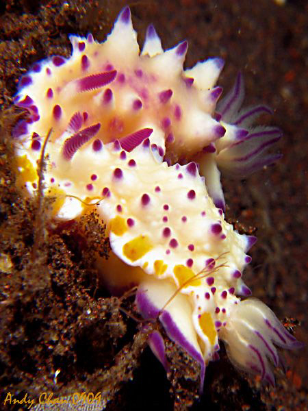 Maxichromis Multituberculata - Seraya Secret
Canon G9 + ... by Andy Chan 