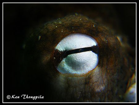 "Octopus Eye" At Clifton Garden, Sydney Harbour, Australi... by Ken Thongpila 