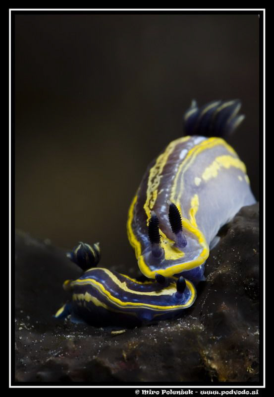 couple of Hypselodoris tricolors have fun by Miro Polensek 