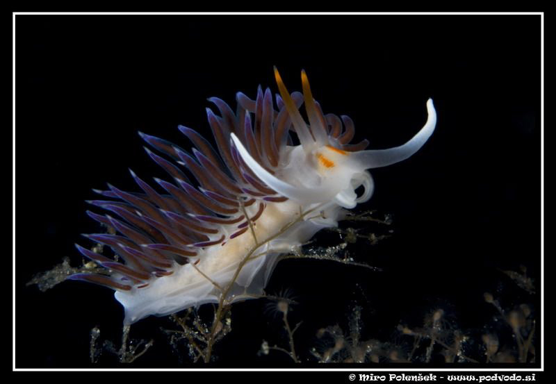 Cratena peregrina by Miro Polensek 