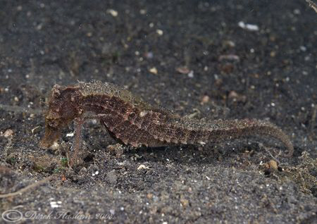 Seahorse. Lembeh straits. D200, 60mm. by Derek Haslam 