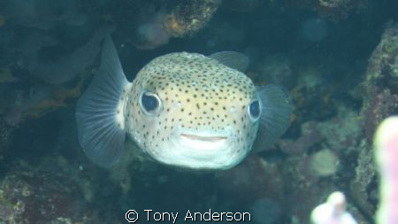 I shot this in the Nassau Bahamas on the south side of th... by Tony Anderson 