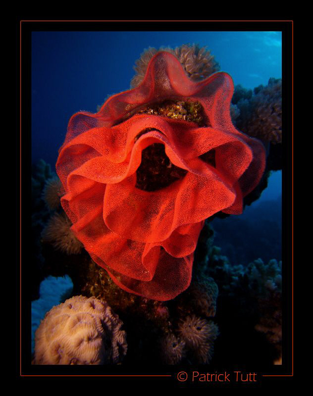 Spanish Dancer's eggs - Egypte - Lumix FX01 by Patrick Tutt 