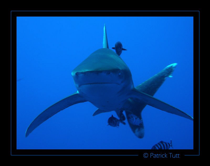 Longimanus can be very curious - Deadalus / Egypte - Lumi... by Patrick Tutt 