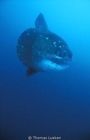 found in Galapagos; F100 by Thomas Lueken 