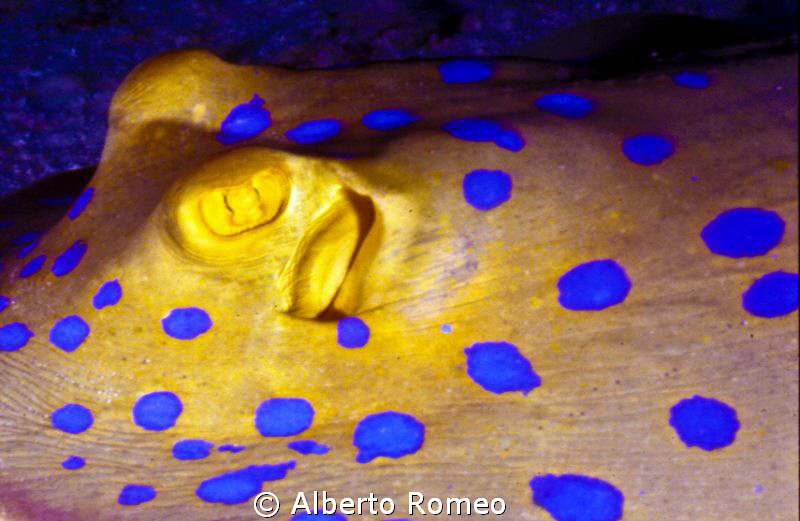 Portrait of a Bluespotted Stigray by Alberto Romeo 