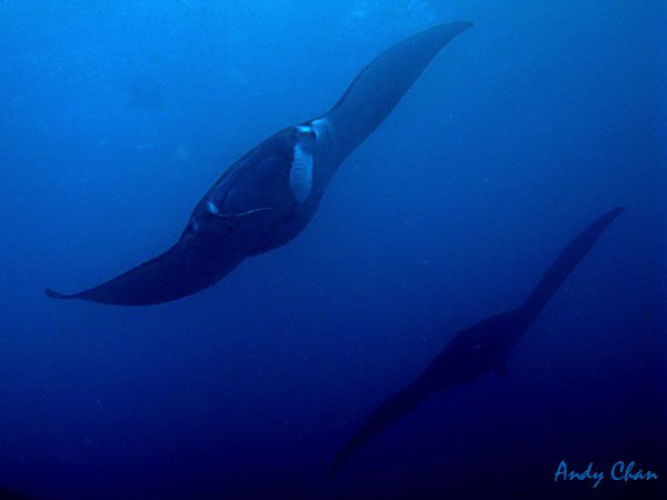 Manta Attack- Nusa Penida
Canon G9 by Andy Chan 