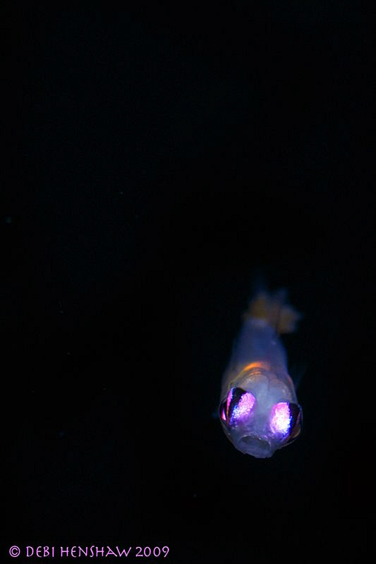 "Pink Eyes" I spent 3 dives trying to shoot these guys, I... by Debi Henshaw 