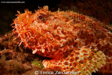 Scorpaena porcus, benthic fish... by Enrico Zanzarella 