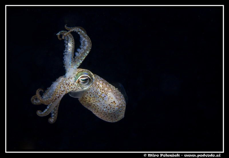 sepiola sp by Miro Polensek 