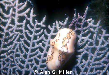 Flamingo tongue snail, shot with a Nikonos V and 35 mm wi... by Alan G. Miller 