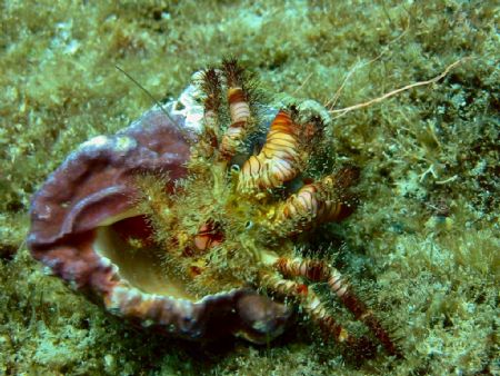 Hermit Crab. Loradeo Mexico, Baja California.
Used Canno... by Richard Kelley 