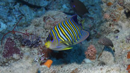 Shot this one in Palau with a Cannon 40D and Ikelite housing by Tony Anderson 