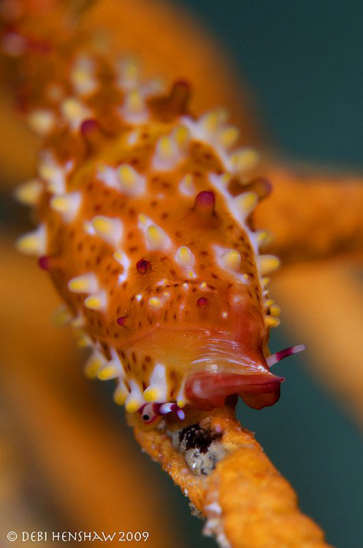 "The Eye of the Cowrie" by Debi Henshaw 