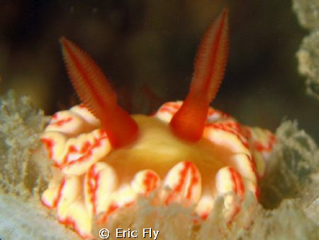 Glossidoris symmetrica by Eric Fly 