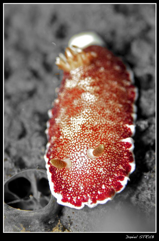 In order to enhance the beauty of this chromodoris reticu... by Daniel Strub 