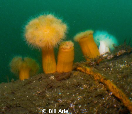 Hood Canal, Puget Sound.  Olympus SP350 and Inon wide ang... by Bill Arle 