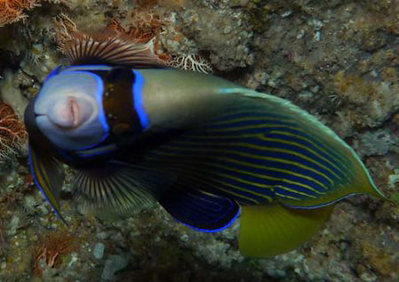 Emperor Angelfish by Martin Dalsaso 