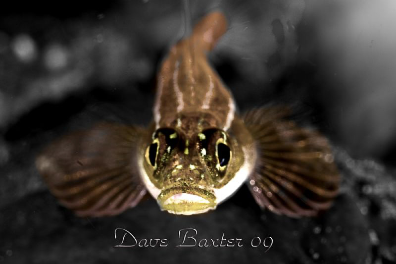 blenny by Dave Baxter 