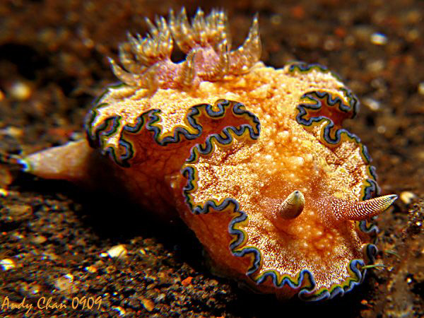 Glossodoris cincta - Seraya Secret
Canon G9 + Nikonos SB... by Andy Chan 