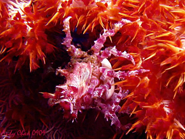 Candy crab - Tulamben
Canon G9 + Nikonos SB 105 + Inon U... by Andy Chan 