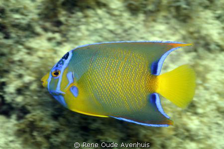 Juvenile Queen Angel. My first try with the Canon 60mm Ma... by Rene Oude Avenhuis 