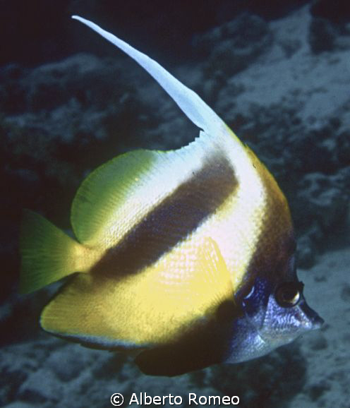Portrait of a Bannerfish  "Heniochus intermedius" by Alberto Romeo 