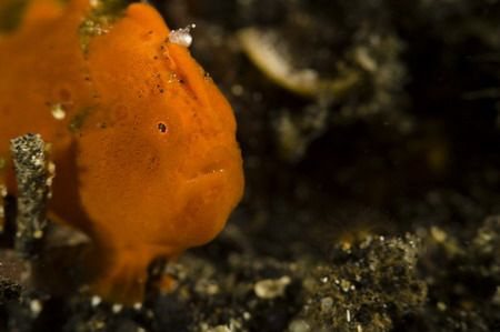 frogfish by Miro Polensek 