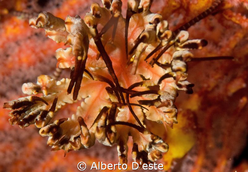 WHAT 'THIS? by Alberto D'este 
