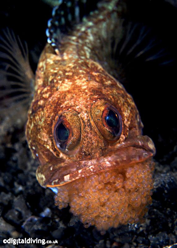 Egg Cup (Opistognathus latitabundus) Blotched Jawfish wit... by David Henshaw 