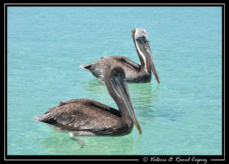 Nice life ... :-) by Raoul Caprez 