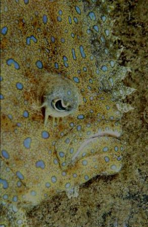 A FACE ONLY A MOTHER COULD LOVE by Allen Ayling 