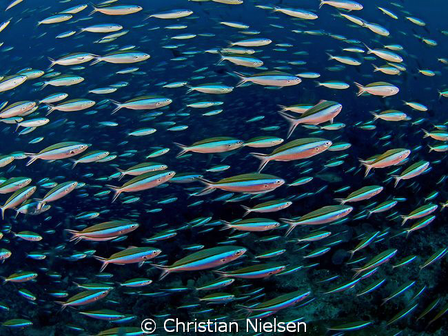 Safety in numbers.
Huge school of Fusiliers, have a coun... by Christian Nielsen 