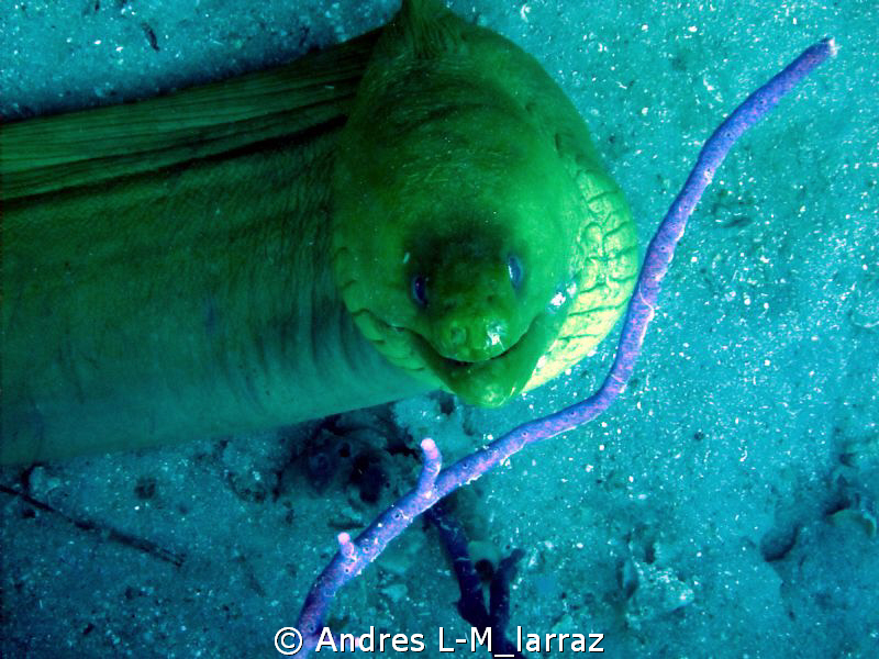 FACE TO FACE, 7' Moray by Andres L-M_larraz 