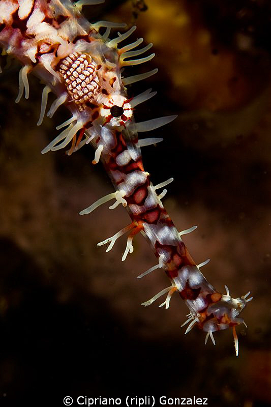 ghost pipefish close-up by Cipriano (ripli) Gonzalez 