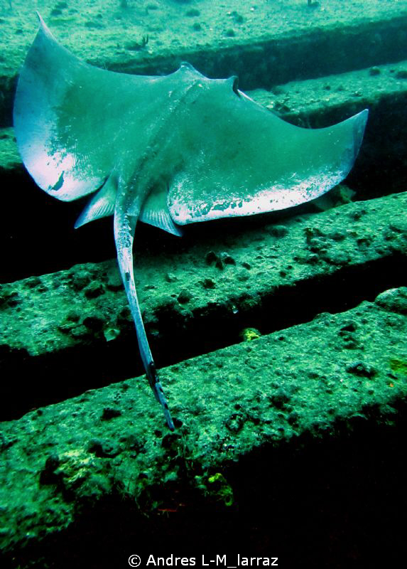 GLIDING. Sea Emperor.
Bull nose ray. 6' wing span by Andres L-M_larraz 