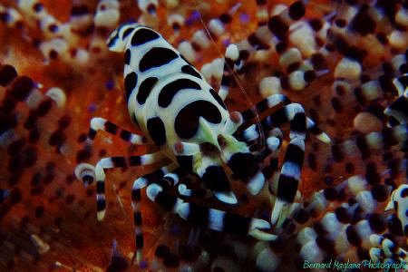 Different angle.... by Bernard Maglana 