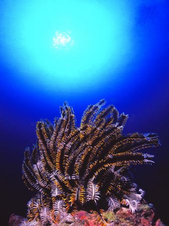 Maldives - Atollo di Ari - Nikonos III 15 mm by Mauro Serafini 